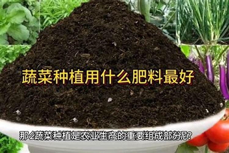 菜豌豆如何栽培？