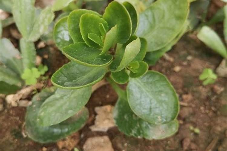 桂花树施什么肥料长得快又好养