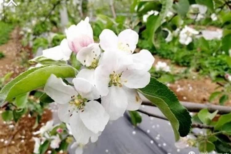 樱花树的养殖方法