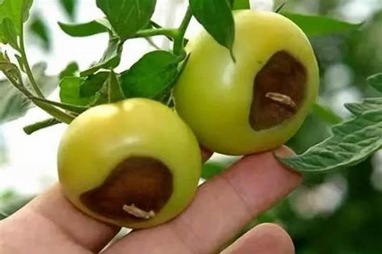 小番茄圣女果的栽培方法有哪些？