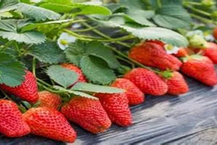 桂花施肥时间 桂花什么时候施肥好