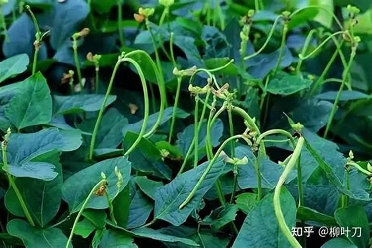 三角梅怎么施肥,三角梅施什么肥好？