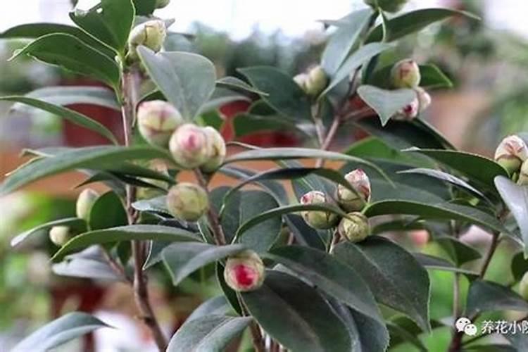 茶花什么时候施肥最好