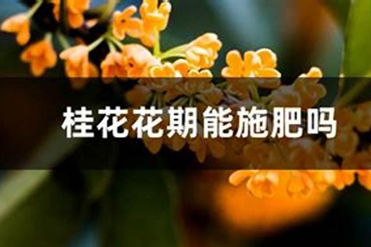 种花生用什么肥料最好最高产