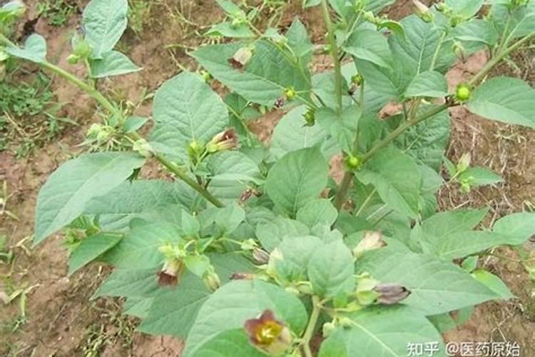 颠茄对土壤有什么要求？