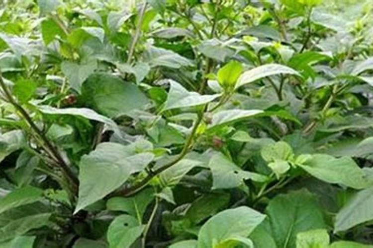 颠茄有哪些特征？