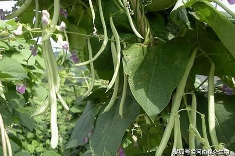 你了解钙肥吗,钙肥怎么选？什么时候用？怎么用？