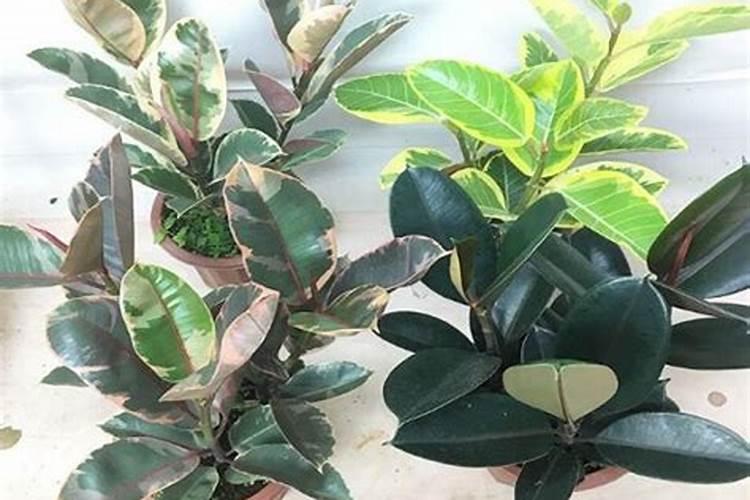 橡皮树施什么肥