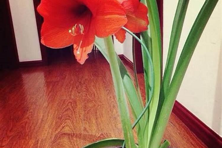 您好!我种的中药黄芩因前几天高温干旱湿的地方长势很好,有的地方出现...