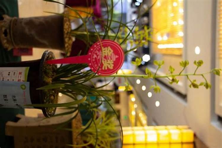 兰花肥适不适合其他植物