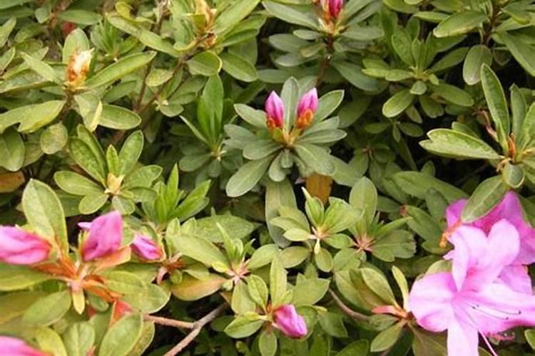 黄豆结荚如何施肥