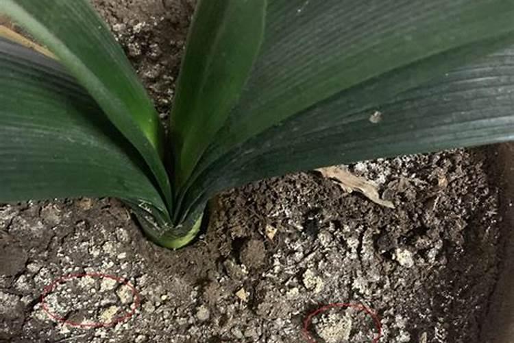 氮肥可以兑水浇花吗