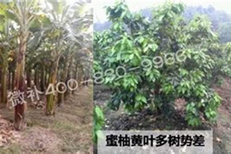 钙镁硼锌铁叶面肥啥时用最好