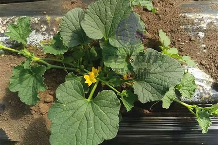 种植香瓜的人越来越多,香瓜如何增产种植？