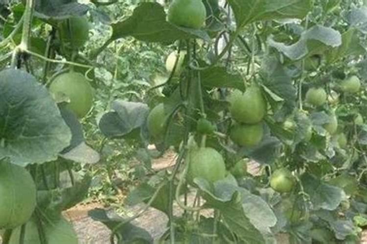 请问香瓜怎样施肥高产