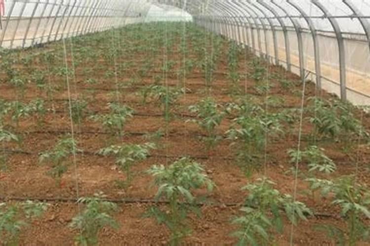 水溶肥灌根正确使用方法