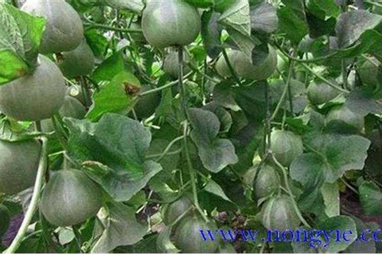 请问老师种植香瓜怎样施肥？