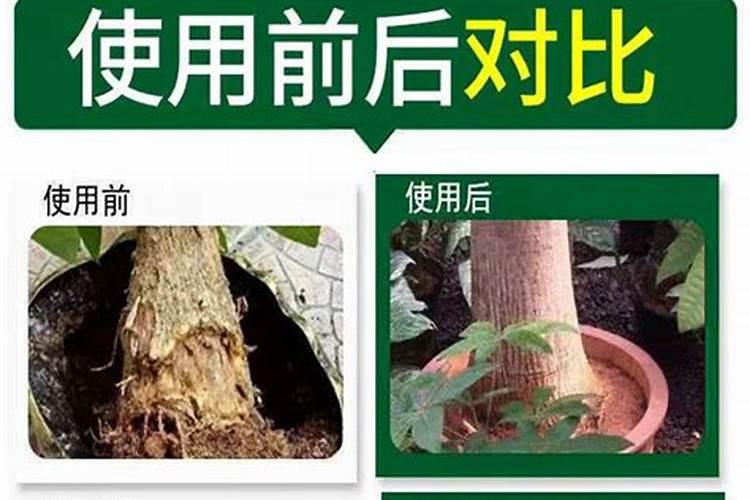 菊花炭疽病的发病原因及治疗方法