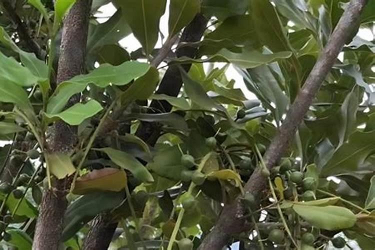 柑橘树可不可以施液态氮叶面肥？