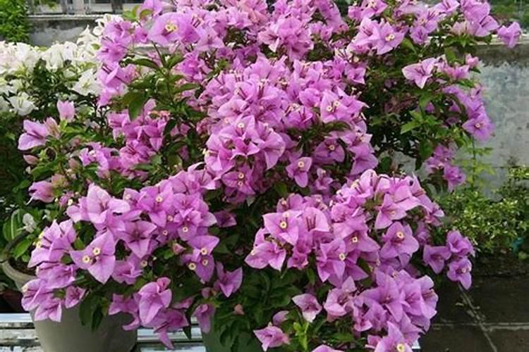 三角梅怎样施肥才会经常开花 三角梅如何施肥才会经常开花