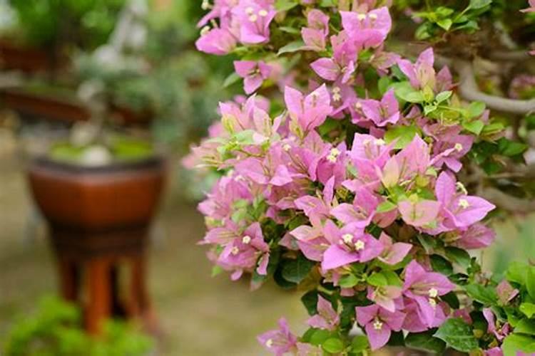 被摒弃的红土壤养护三角梅的优缺点