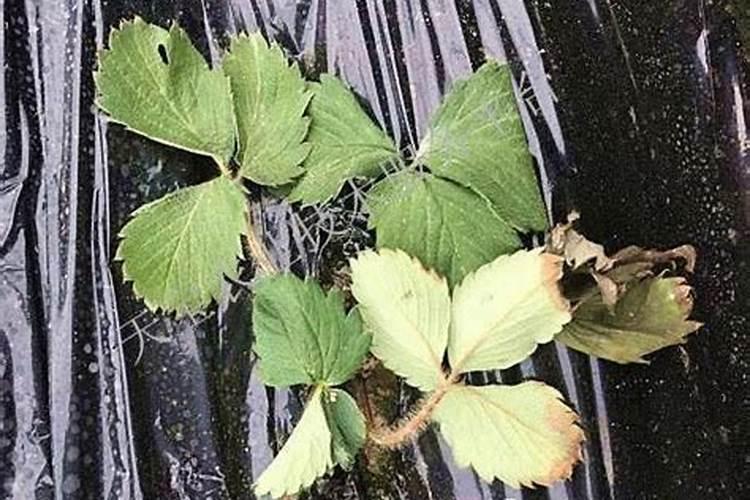 种草莓用什么肥料好 种草莓应该用什么肥料