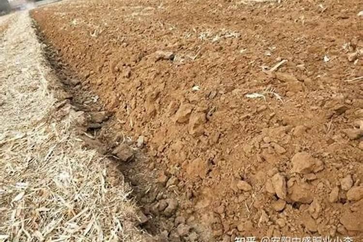 青黄不接是什么季节