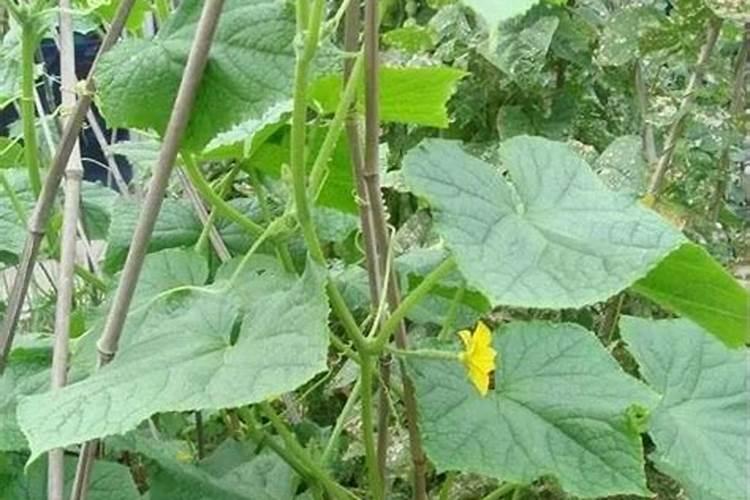 磷肥对植物的作用和用量 磷肥促进哪部分生长