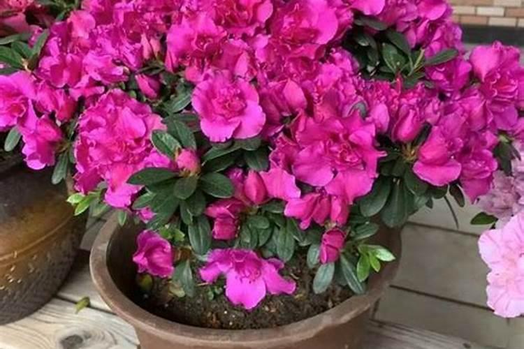 硝酸磷肥的优点和缺点有哪些