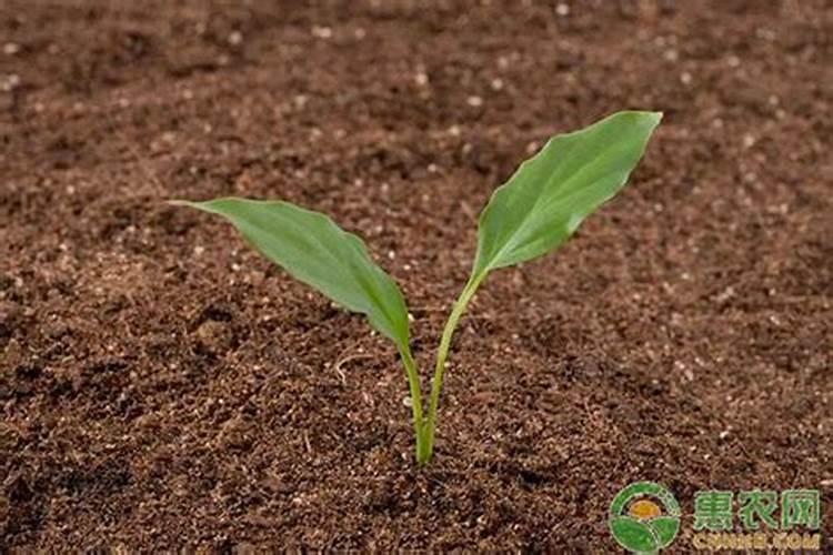 根瘤菌固氮的直接产物氨,在植物体内是如何转移,利用的？