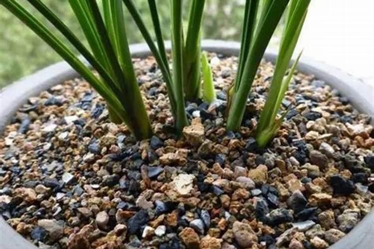 兰花用什么肥料最快最好