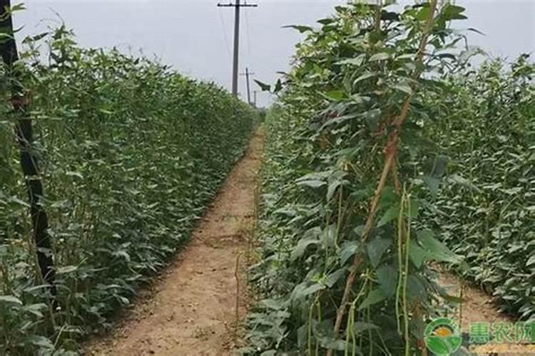 想要大面积种植豆角,豆角的水肥管理技术要点有哪些？