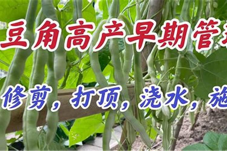 我种的秋豇豆开始接荚了,需要怎么施肥管理,谢谢了