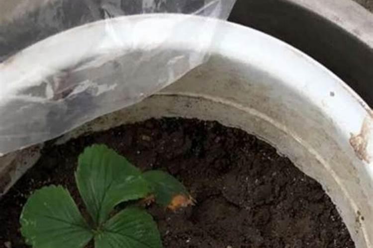 兰花用什么肥料,怎么施肥