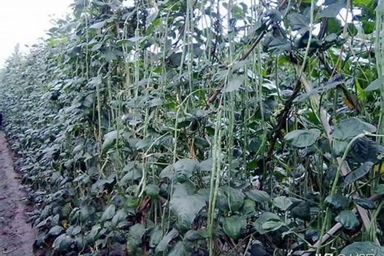 大量元素水溶肥怎么施用