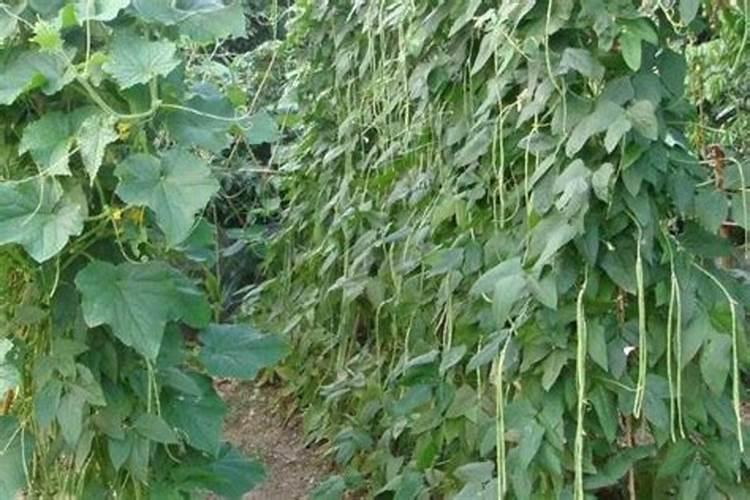 豇豆的高产施肥方法