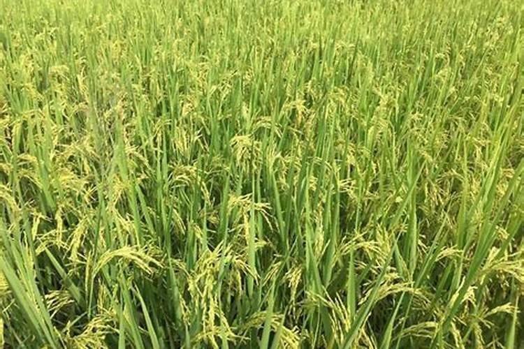 西红柿大棚中,硼,钙,镁,锌四种肥料哪些可以混用？