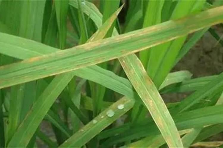 西瓜雨天可以施肥吗