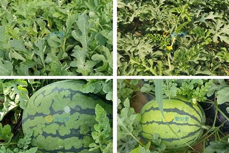 把青菜叶子放到土里会变成有机肥料吗？