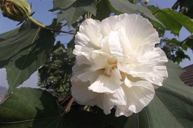 芙蓉花花期可以施肥吗