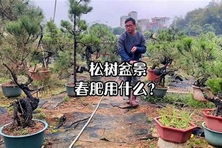 松树用什么肥料最好
