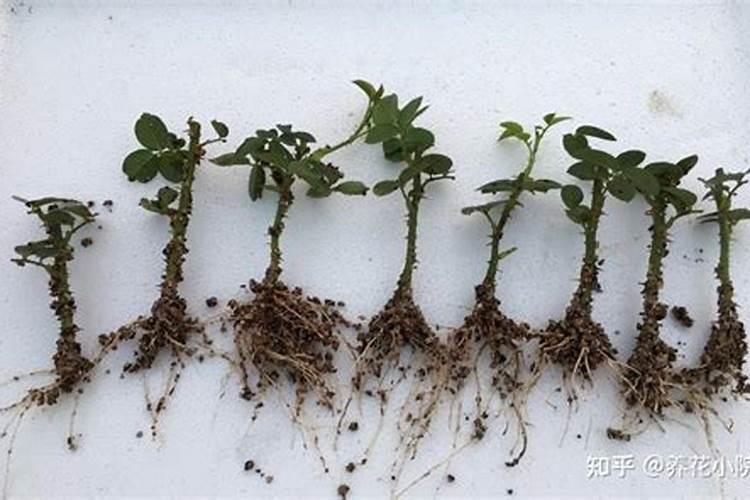 什么肥料能促长植物的根