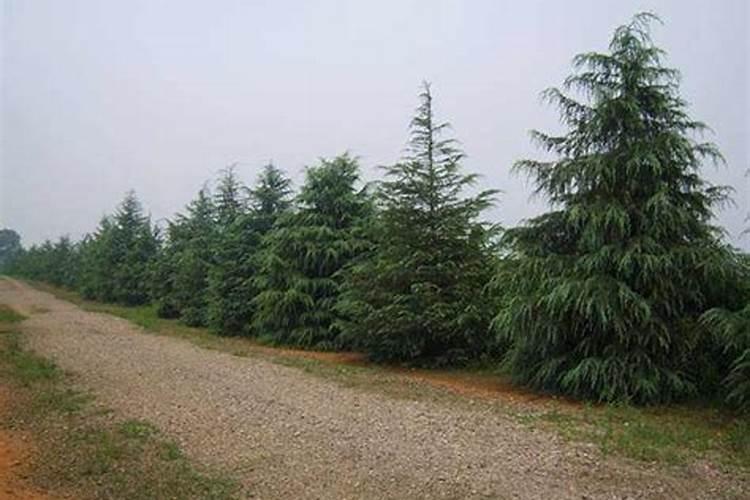 油茶苗该如何栽种 不得不知的种植要点有哪些