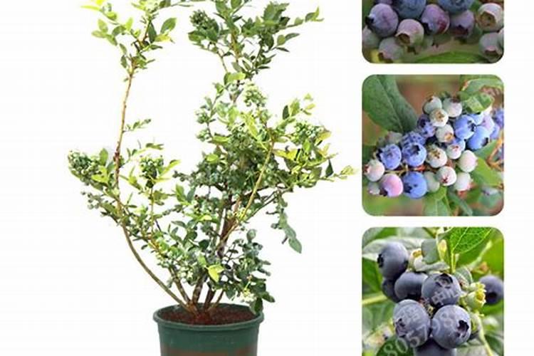 蓝莓种植需什么肥