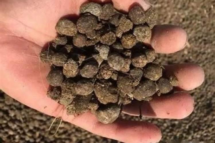 发酵水果皮属于氮肥吗