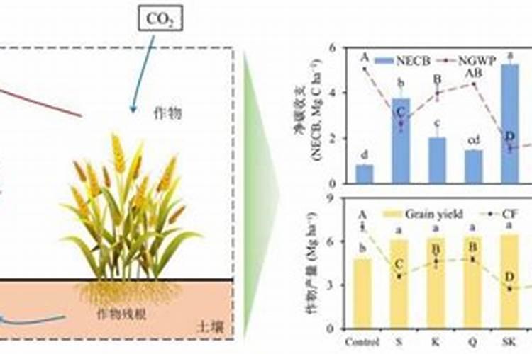 碳肥是什么肥料