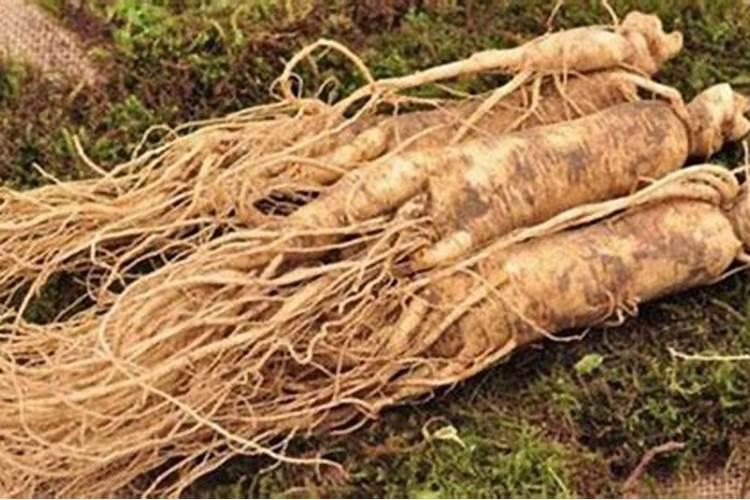 藏红花长根期可以用叶面肥吗？