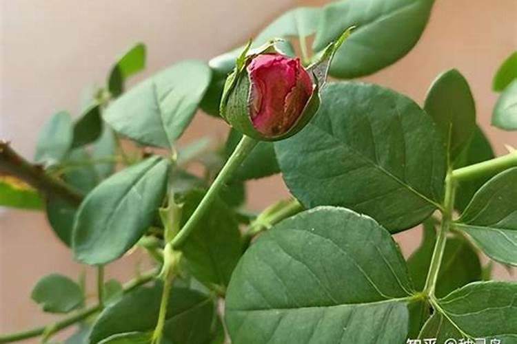 家里盆栽花已长了很多花苞可施肥吗