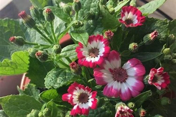 茶花开花前如何养护开的花更多更大