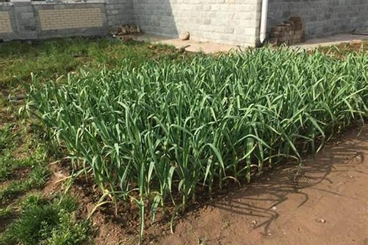 种大蒜用什么肥料好